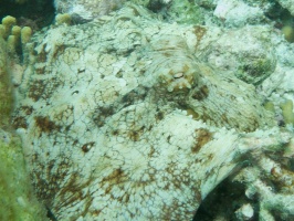 Common Octopus IMG 6073